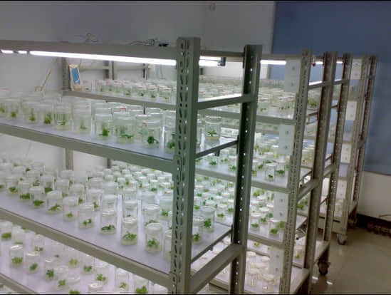 培養(yǎng)架，組培架，煉苗架