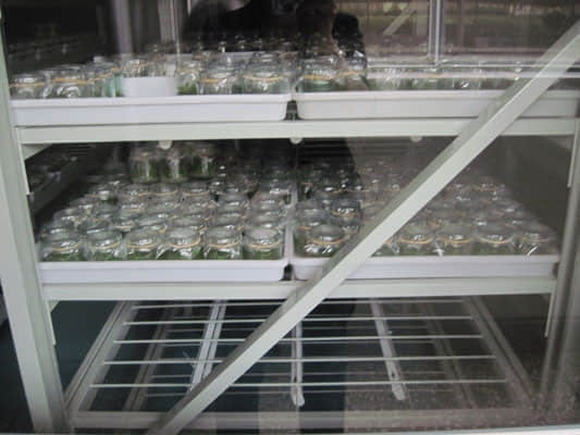 培養(yǎng)架，組培架，煉苗架